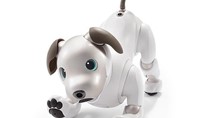 Sony tái sinh robot cún cưng 'Aibo' để đón chào năm Tuất 2018