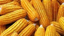 Giá ngô kỳ hạn tại NYBOT sáng ngày 8/12/2017