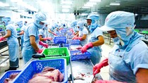 Cá rô phi: Triển vọng và thách thức