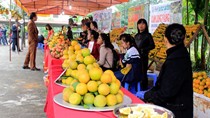 Mãn nhãn với Lễ hội cam Cao Phong