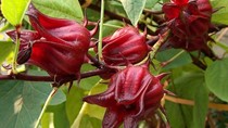 Hoa atisô đỏ không phải thần dược