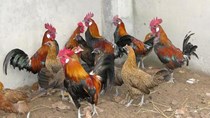 Trại gà rừng 1 triệu USD: Bậc nhất Việt Nam