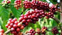 Giá cà phê trong nước giảm 1,2 triệu đồng/tấn