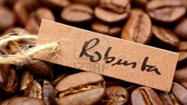 Giá cà phê trong nước giảm tiếp 400 nghìn đồng/tấn