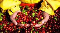 Giá cà phê trong nước tăng 500 nghìn đồng/tấn