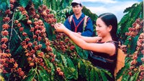 Giá cà phê trong nước giảm trở lại 600 nghìn đồng/tấn