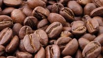 Giá cà phê trong nước giảm 400 nghìn đồng/tấn