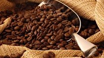 Giá cà phê trong nước giảm trở lại 200 nghìn đồng/tấn