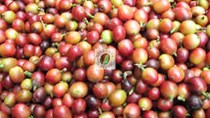 Giá cà phê trong nước ngày 26/9 tăng thêm 600 nghìn đồng/tấn