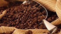 Giá cà phê trong nước ngày 1/10 giảm trở lại 400 nghìn đồng/tấn