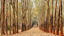 Trung Quốc triển khai xem xét chống bán phá giá đối với cao su nhập khẩu