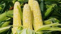 Thị trường NL TĂCN thế giới ngày 21/6: Giá ngô kỳ hạn tại Mỹ giảm mạnh 