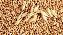 Dự kiến xuất khẩu lúa mì Pháp năm 2016/17 sẽ giảm 