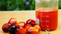 Nhập khẩu dầu cọ Ấn Độ năm 2016/17 tăng do nhu cầu tăng cao