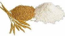 Thị trường NL TĂCN thế giới ngày 14/10: Giá lúa mì tăng