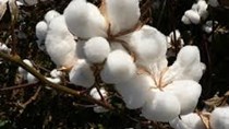 USDA: Dự báo cung cầu bông  thế giới  niên vụ 2016/17 