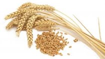 Thị trường NL TĂCN thế giới ngày 30/6: Giá lúa mì đạt mức cao nhất 1 năm