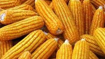 Cargill ước tính xuất khẩu ngô của Brazil trong tháng 8/2017 đạt 5 triệu tấn 