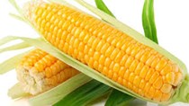 Informa giảm dự báo diện tích trồng đậu tương, ngô Mỹ năm 2018