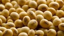 Giá đậu tương và khô đậu tương tại Trung Quốc tăng mạnh 