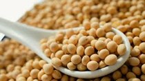 USDA: Dự báo cung cầu đậu tương thế giới niên vụ 2017/18