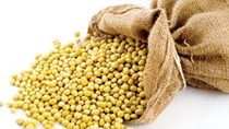 USDA: Dự báo cung cầu đậu tương thế giới  niên vụ 2019/20 