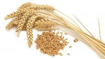 Giá xuất khẩu lúa mì Nga tăng tuần thứ 3 liên tiếp do đồng RUB tăng