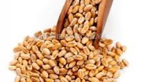 Australia lần đầu tiên nhập khẩu lúa mì trong 12 năm