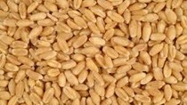 Giá lúa mì Nga duy trì vững do nguồn cung giảm 