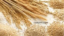 Giá lúa mì Nga giảm do cạnh tranh mạnh