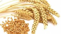 Thị trường TĂCN thế giới ngày 4/9/2019: Giá lúa mì hồi phục 