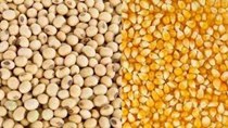 Thị trường TĂCN thế giới ngày 07/10/2019: Lúa mì, ngô và đậu tương đồng loạt tăng