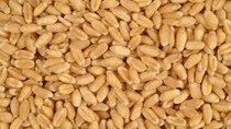 Giá lúa mì Nga tăng do nhu cầu cao 