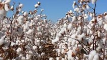 USDA: Dự báo cung cầu bông thế giới niên vụ 2019/20