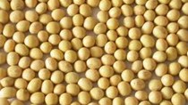 USDA: Dự báo cung cầu đậu tương thế giới niên vụ 2019/20 