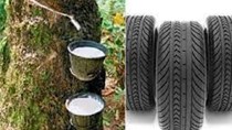 TT cao su châu Á ngày 14/2/2020: Giá tại Tokyo tiếp đà tăng 