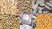 Nhập khẩu thức ăn chăn nuôi và nguyên liệu Việt Nam 3 tháng năm 2020 giảm mạnh 18%