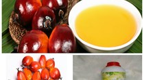 TT dầu cọ thế giới ngày 8/5/2020: Giá tại Malaysia tăng do nới lỏng các hạn chế