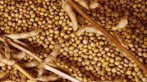 USDA: Dự báo cung cầu đậu tương thế giới niên vụ 2020/21