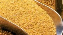 USDA: Dự báo cung cầu khô đậu tương thế giới niên vụ 2020/21