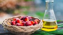 TT dầu cọ thế giới ngày 29/9/2020: Giá tăng do lo ngại nguồn cung