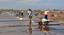 Ưu tiên mua tạm trữ muối tại địa phương tồn đọng lớn