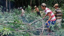 Giá giảm sâu, hiệu quả kém, nông dân chặt cao su