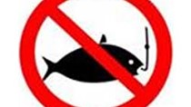 Nam Phi không được phép khai thác cá ngừ từ ngày 01/01/2014
