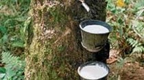 Tồn trữ nhiều cao su tại Thanh Đảo (TQ) gây áp lực lên giá