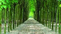 Giá cao su tại Tokyo giảm ngày thứ tư do lo ngại nhu cầu Trung Quốc