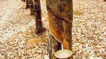 Giá cao su chạm mức thấp 5 tháng do chỉ số sản xuất của Trung Quốc giảm