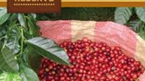 Xuất khẩu cà phê của Costa Rica trong tháng 1/2014 giảm nhẹ 25,7%