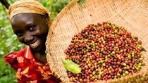 Xuất khẩu cà phê của Uganda tháng 1/2014 tăng 12,5%