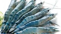 Ấn Độ là nhà cung cấp tôm hàng đầu của Mỹ trong năm 2013
